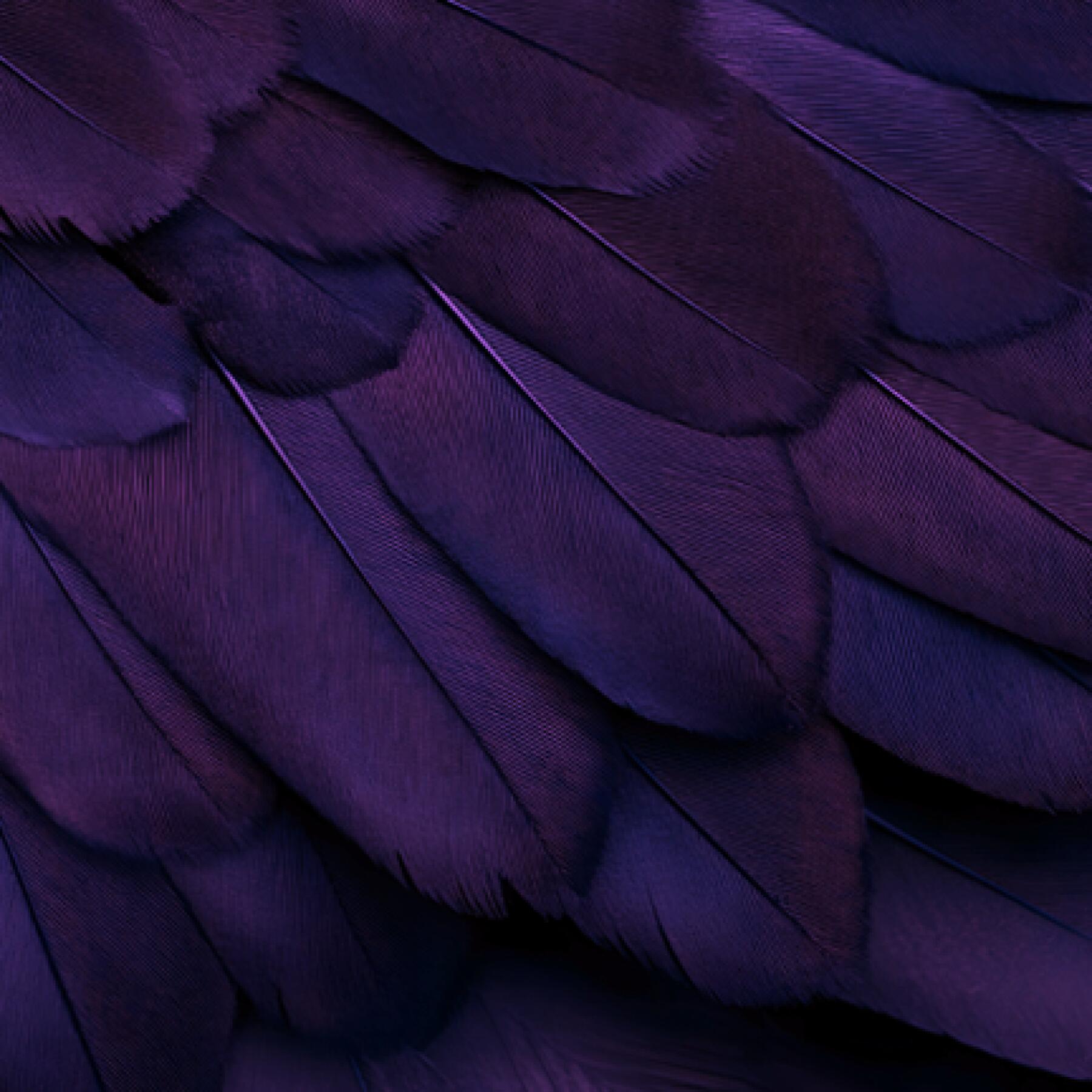 American Crow Participant (CD single) est. ship date 12/01/2025