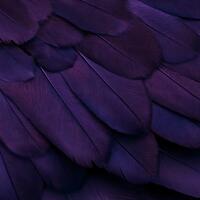 American Crow Participant (CD single)