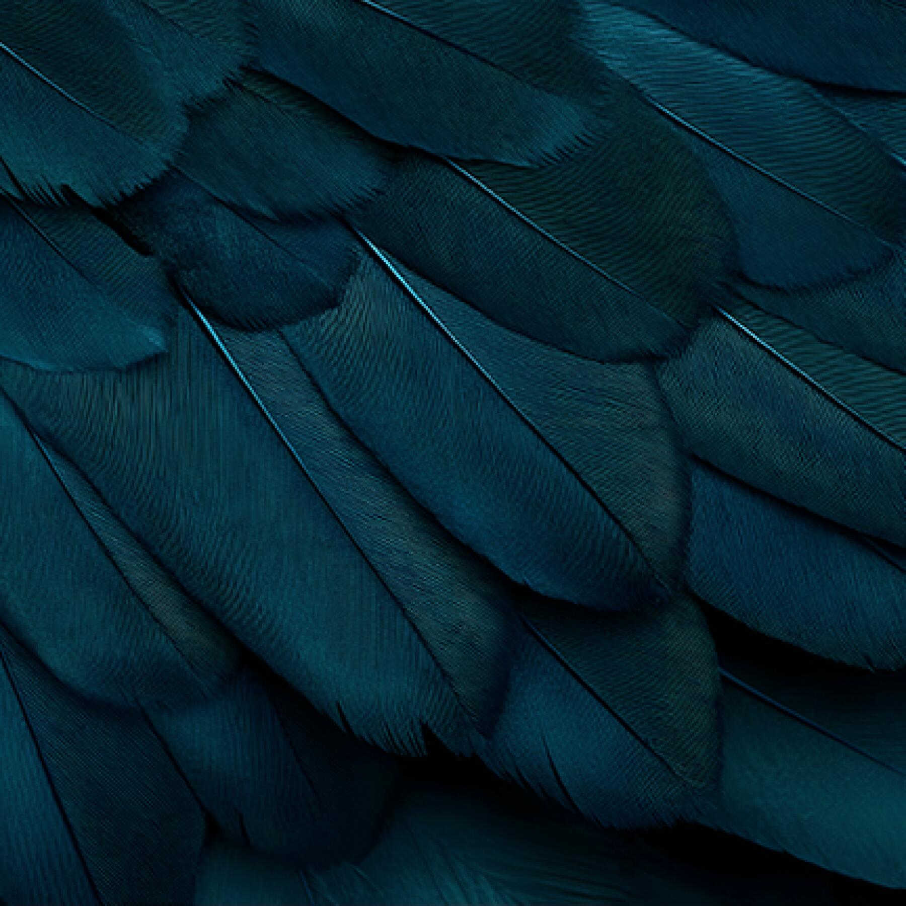 ArtistShare® Bronze Participant 