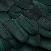 ArtistShare® Silver Participant
